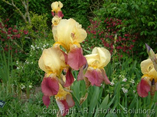 Iris Bearded Yellow Maroon 2 